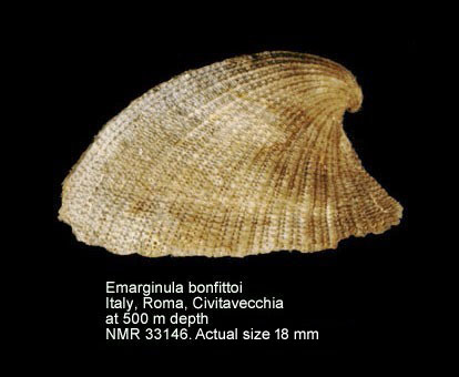 Emarginula bonfittoi.jpg - Emarginula bonfittoiSmriglio & Mariottini,2001